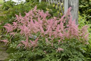 Astilbe - Bressingham Beauty (Pink)